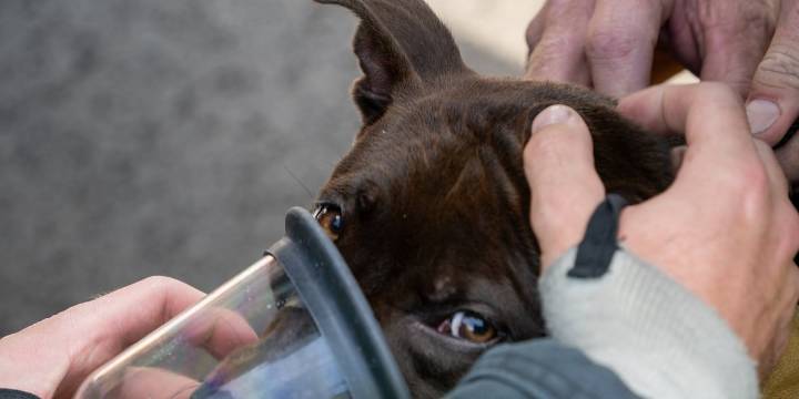 Family dog saved from fire