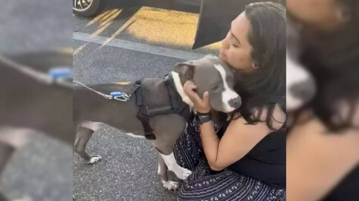 Florida Woman’s Heartbreak Turns Into Joy When A Lost Companion Suddenly Reappears