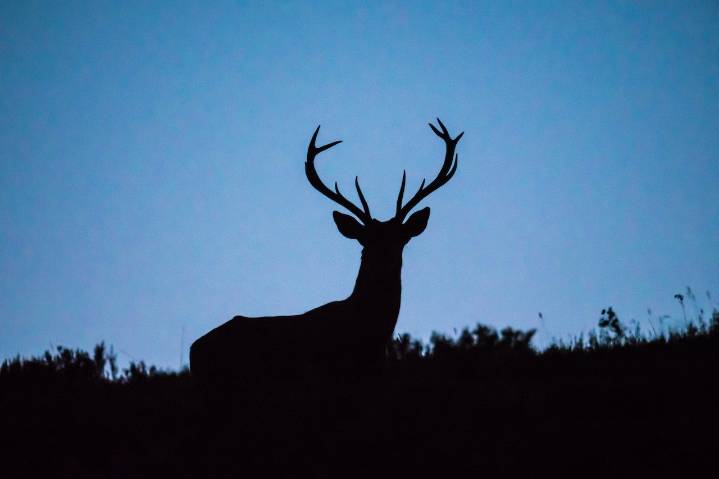 ‘Lifetime’ 9-point buck stolen after being killed by hunters in central Pa.: Officials
