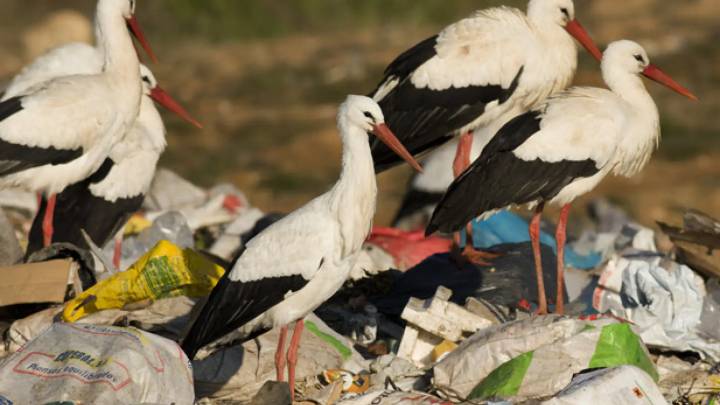 Se investiga un nuevo foco de gripe aviar en Getafe tras aparecer varias cigüeñas muertas