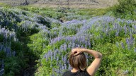 Iceland’s big problem with Instagrammable flowers