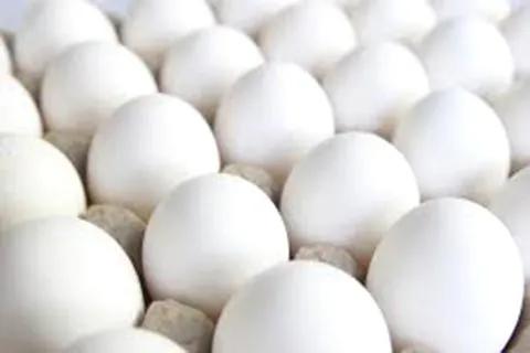 Govt orders probe after carcinogenic drug residues found in eggs