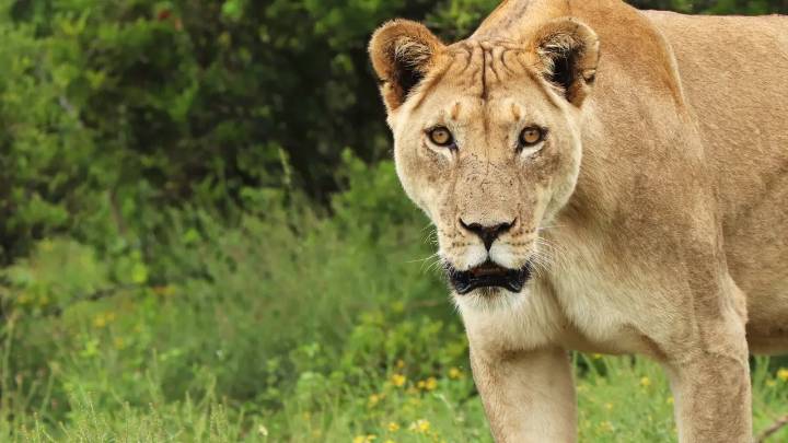 ¿Qué pasará con la leona que atacó a un joven que se metió a su jaula en zoológico de Brasil?
