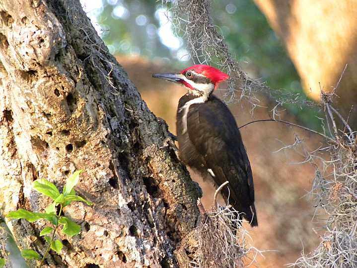 Brooklyn Bird Watch: The Extraordinary Evolution of the Woodpecker Species