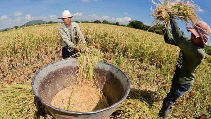 Afecta caída de precio por importación masiva a productores de arroz