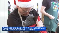 Pet adoption: PAWS Chicago Holiday Adopt-A-Thon event underway this weekend as dog, cat pet intake surges citywide