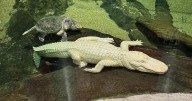 Here’s why San Francisco’s legendary albino alligator 'Claude' died at age 30