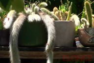 Se realizará una nueva feria mascotera para ayudar a perros rescatados