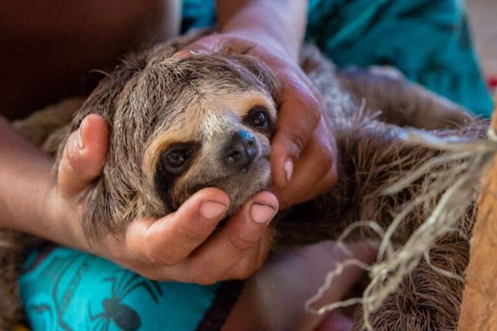 Stricter rules adopted to protect sloths from pet trade and selfie tourism