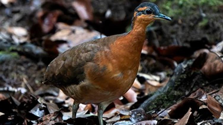 Descubrieron nueva especie de ave en la Amazonía 🎦