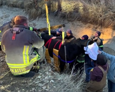 Horse survives graze with danger in northern Weld County