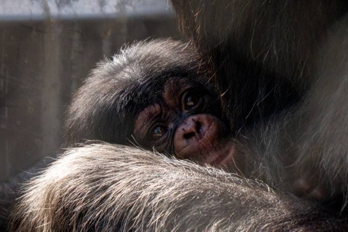L.A. Zoo welcomes fifth great ape birth of the year with new western lowland gorilla infant