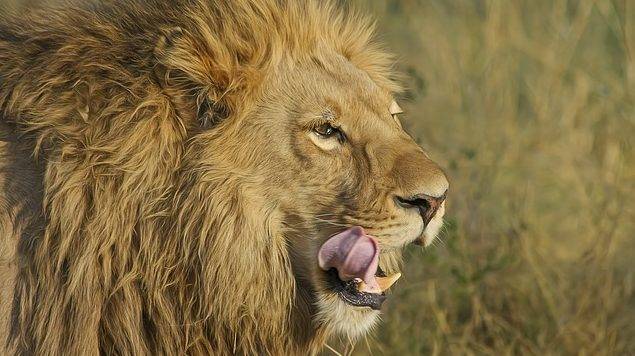 Pacifist Lions on Verge of Extinction