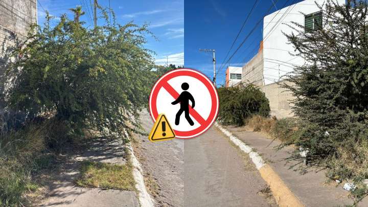 Denuncian que es imposible caminar por banquetas de El Saltito: 'hay mucha maleza y basura'