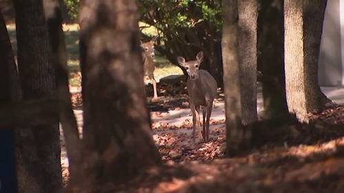 NC wildlife officials warn public about deer attacks following incidents across the state