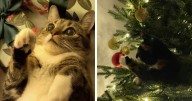 50 Times Cats Experienced Christmas For The First Time And Had Adorable Reactions