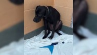 Florida Dog Trembles Helplessly Until A Compassionate Stranger Travels Miles To Bring Her Comfort