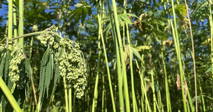 Montana hemp industry leader joins national policy push as federal ban looms