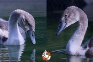 'Truly devastated': Suspected bird flu in Newport swans rescued as eggs after tragic death of parents