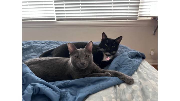 Feline mom Bella, back, and her daughter, Misty, are affectionate and outgoing