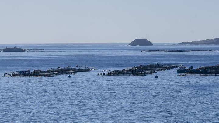 Pugna entre la piscifactoría y el Ayuntamiento de Telde tras hallar nuevos peces muertos
