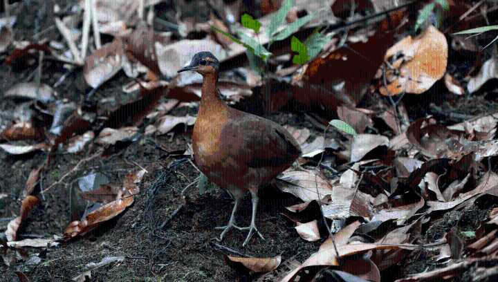 New Tinamou Species That Can Throw Its Voice