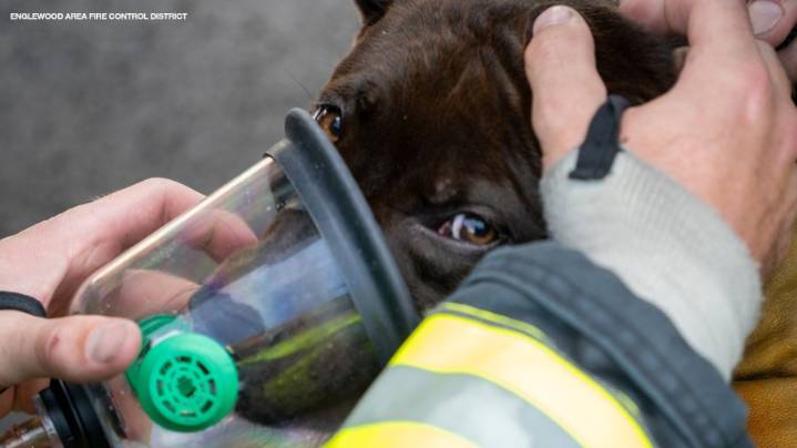 PHOTOS: Florida firefighters tend to pup rescued from garage fire