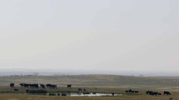 Beef boosters: Young people needed to keep cattle industry vibrant