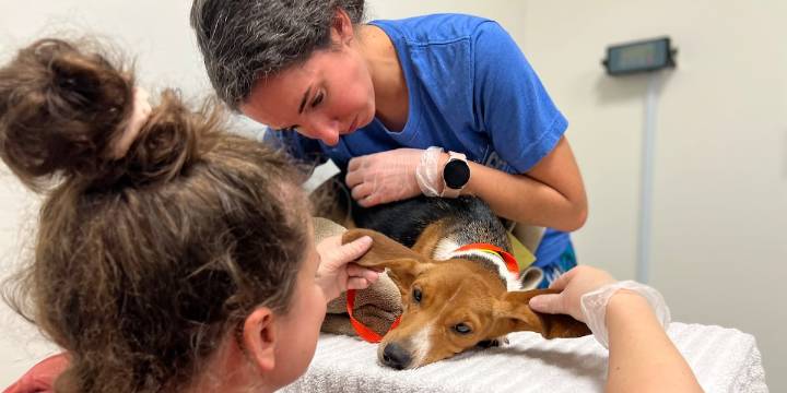 Nashville Humane Association offering low-cost vaccinations, microchips during clinic this weekend