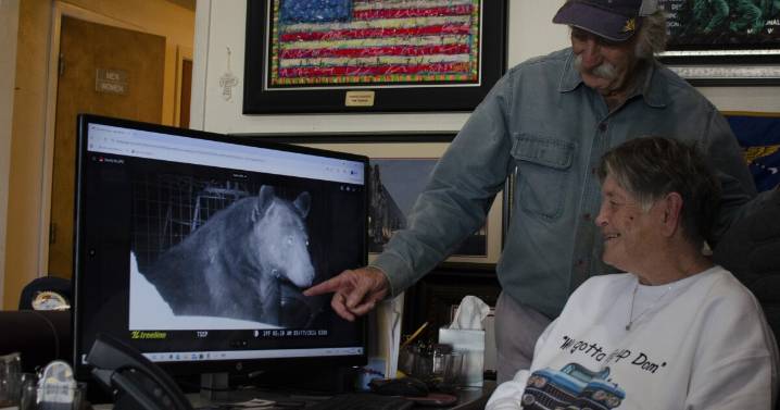 Black bear populations are bouncing back. Here's how these Texas towns are coping