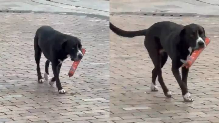 Perro se vuelve viral tras robarse un salchichón de un reconocido supermercado