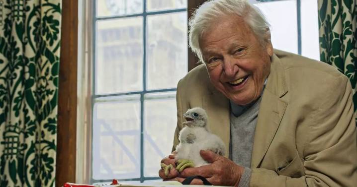 David Attenborough's Wild London shows pigeons on the tube and urban foxes
