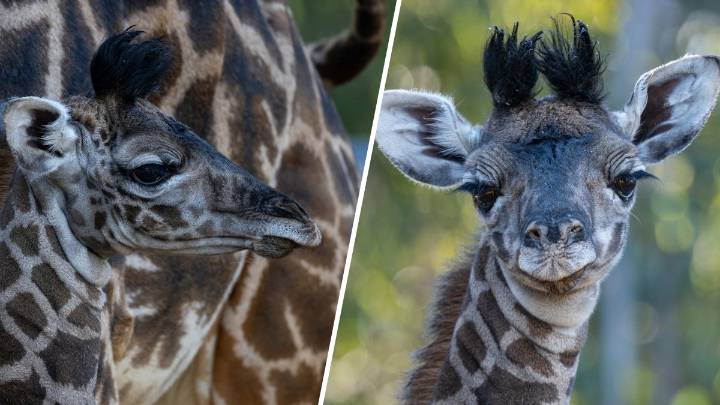 San Diego Zoo welcomes new giraffe calf