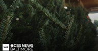 Christmas trees could trigger allergies, experts say