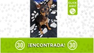 ¿La reconoce? Perrita pincher cachorrita hallada solita en Robledo El Diamante