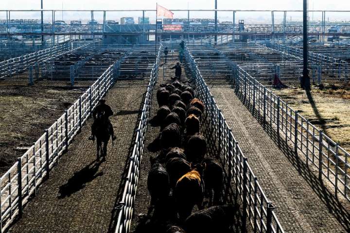Vacunos Comenzó la semana con alzas en el Mercado Agroganadero de Cañuelas
