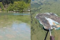 Contaminación en el Lago Vichuquén: prohibición de acercarse, muerte de 11 mascotas y comisión del Senado sesionará en terreno