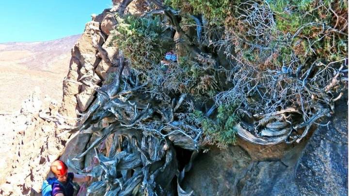El cedro Tara permaneció oculto durante tres décadas en el Parque Nacional del Teide