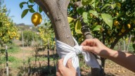Árbol limonero: por qué recomiendan atar un pañuelo blanco en su tronco y para qué sirve