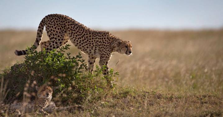 Un banco de esperma para guepardos podría salvar algún día al animal terrestre más rápido del mundo