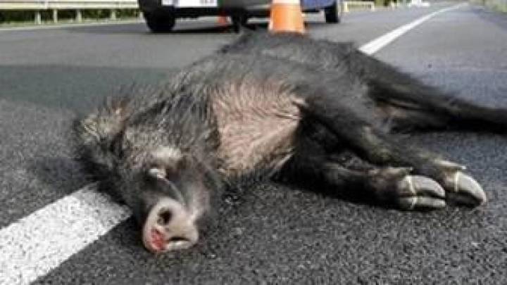 Un jabalí muerto en la estación de Cerdanyola del Vallès causa retrasos en Rodalies