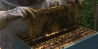 Survey finds Vermont honeybee colonies suffering major losses
