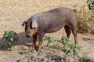 Asaja llama a la calma y aclara que la Peste Porcina Africana no afecta a humanos