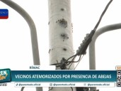 Vecinos del Rímac atemorizados por presencia de abejas: Perrito murió por picaduras