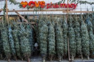Christmas tree-seller explains why it's such a cutthroat business