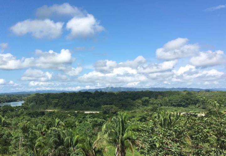 Pierde la Península más de 500 mil hectáreas de selva en nueve años