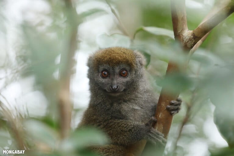 Lemurs are at risk. So are the people protecting them.