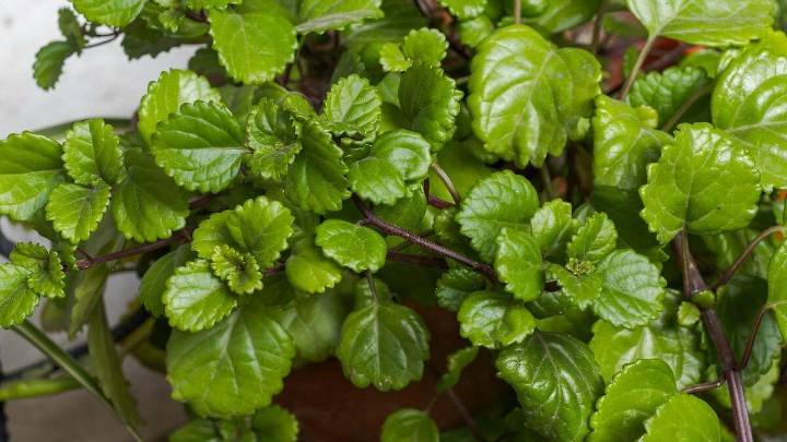 La planta de interior que atrae dinero, florece todo el año y se puede cultivar en maceta