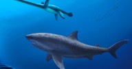 Monstrous shark ruled ancient Australian seas before megalodon, researchers say