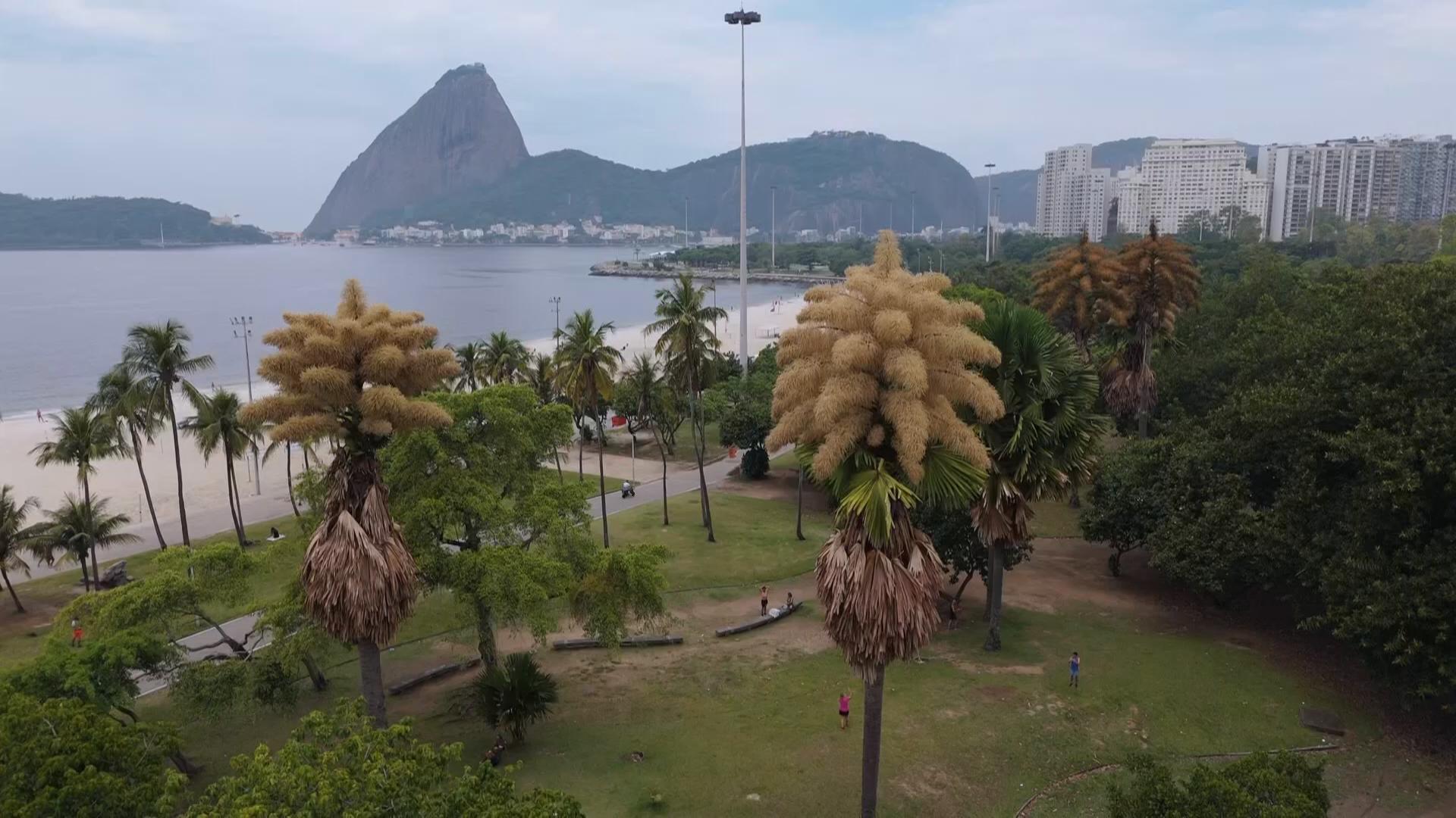 Decades-old palm trees in Rio de Janeiro flower for the first — and only — time